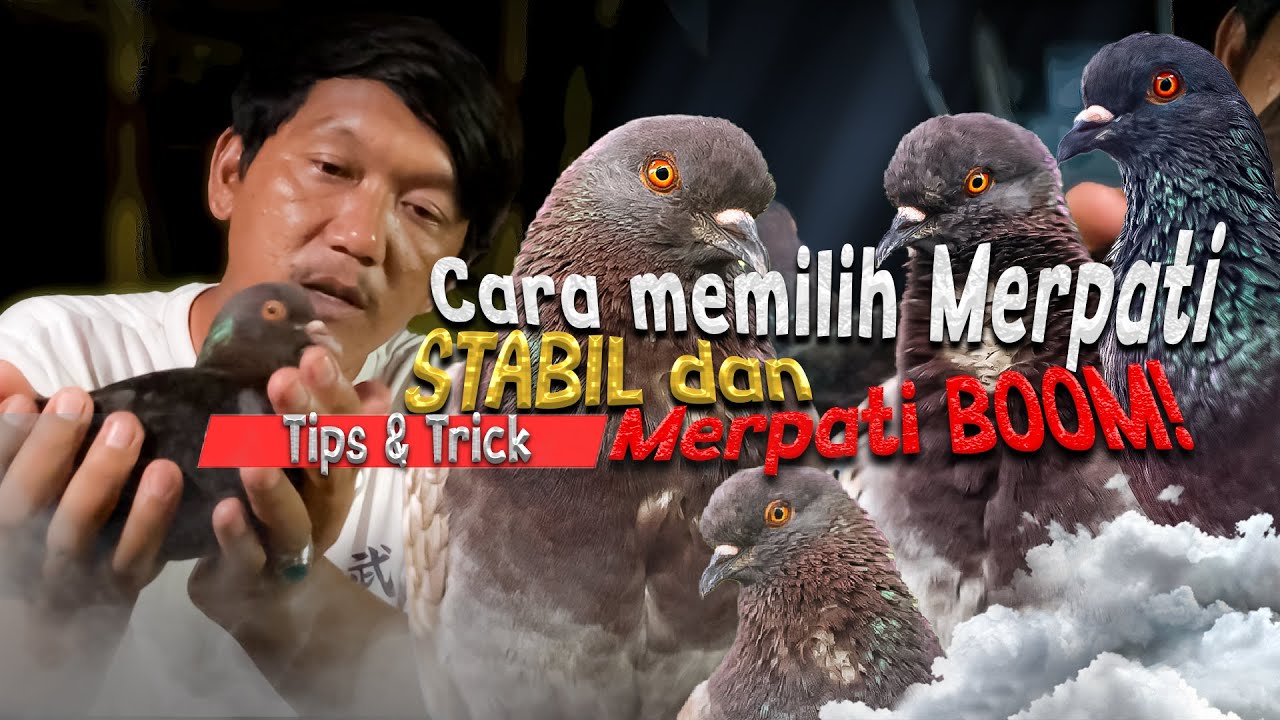CARA MEMILIH MERPATI STABIL DAN MERPATI LOS DOORRR!!! TIPS & TRICK AdikaNBS.