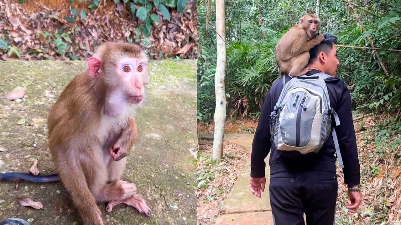 Monkey Kaka climbed onto Dad's shoulders to find way out of the forest.