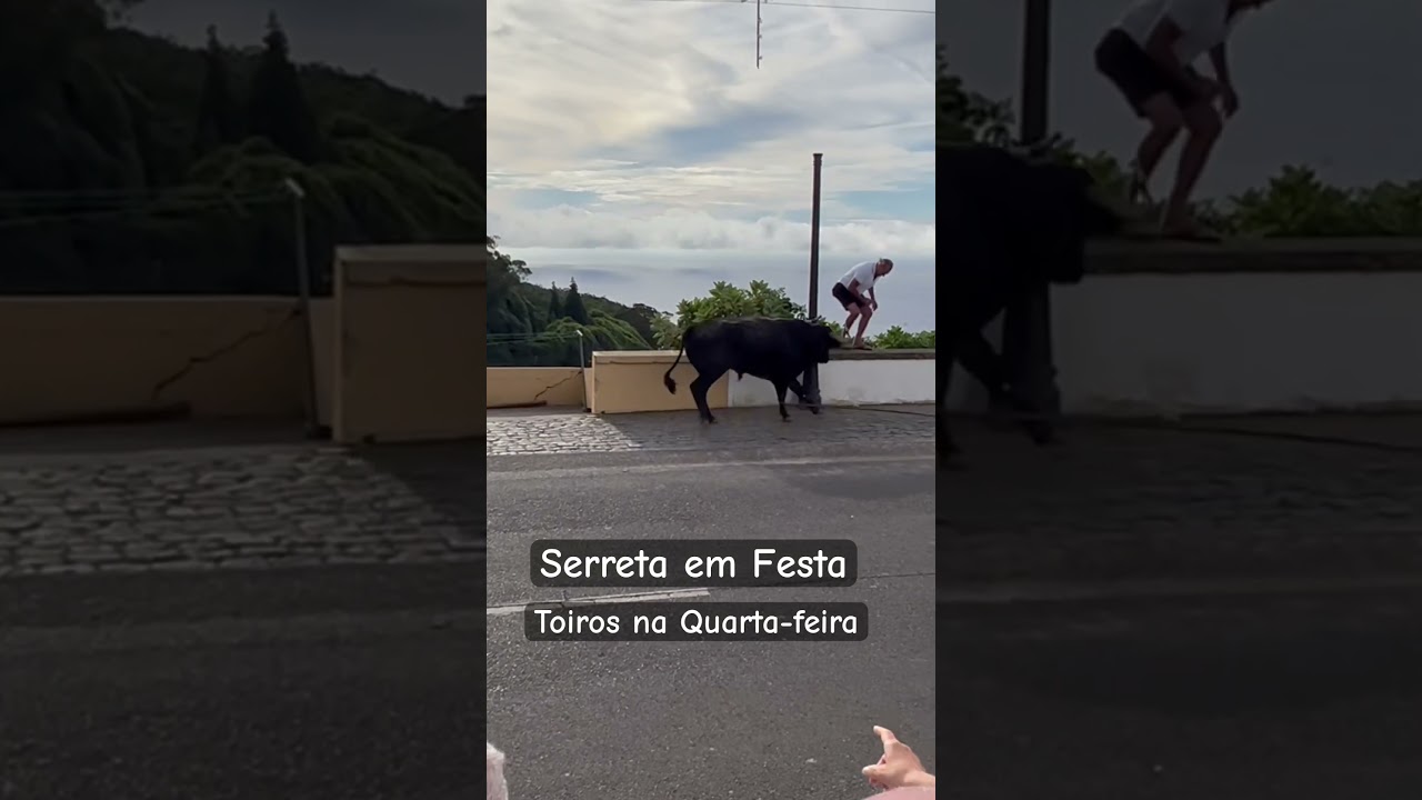 Serreta 2023 festas de Nossa Senhora dos Milagres, toiros na quarta-feira.