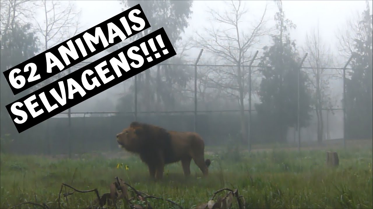 Visita ao ESPECTACULAR Zoo Santo Inácio!!! 🤩 🦁