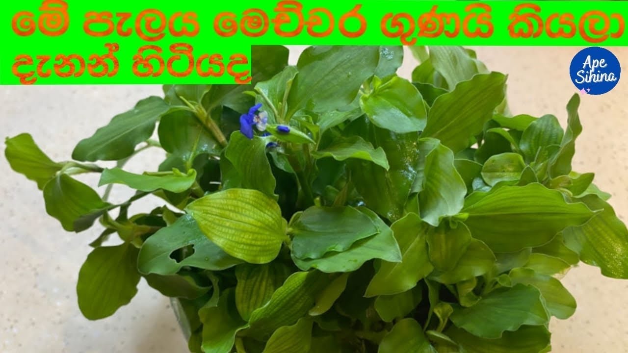 දිය මෙනේරිය ශාඛයේ ඖෂධීය ගුණ | Commelina benghalensis