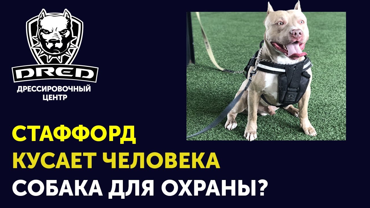 Как кусается СТАФФОРД | Порода стафф для охраны | Результаты работы с Арнольдом | Школа DRED