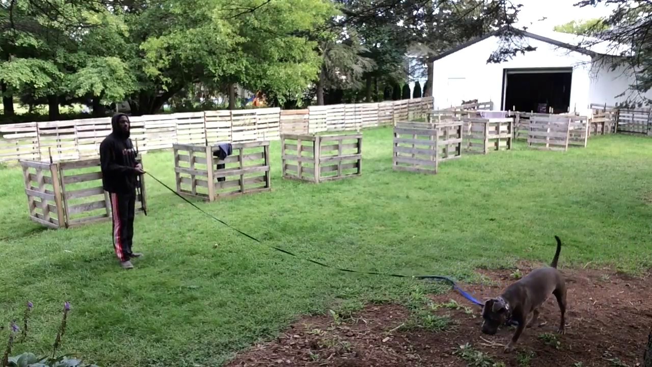(Dog Aggressive Pit Bull) How To Introduce New Dog to Your Pack Without fights!