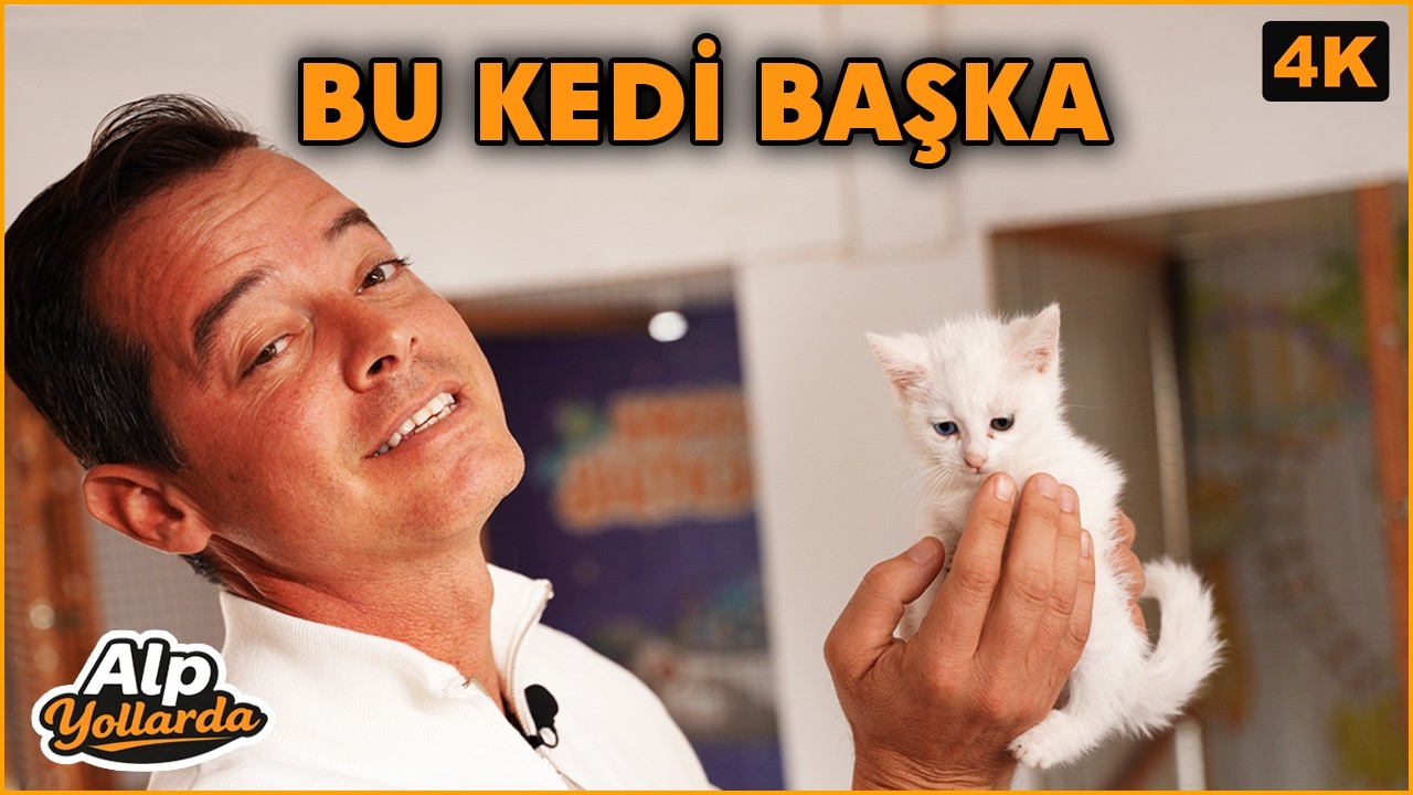 Yüzmeyi Seven Kedi: Van Kedisi | Alp Kırşan Van | Alp Yollarda | 4K