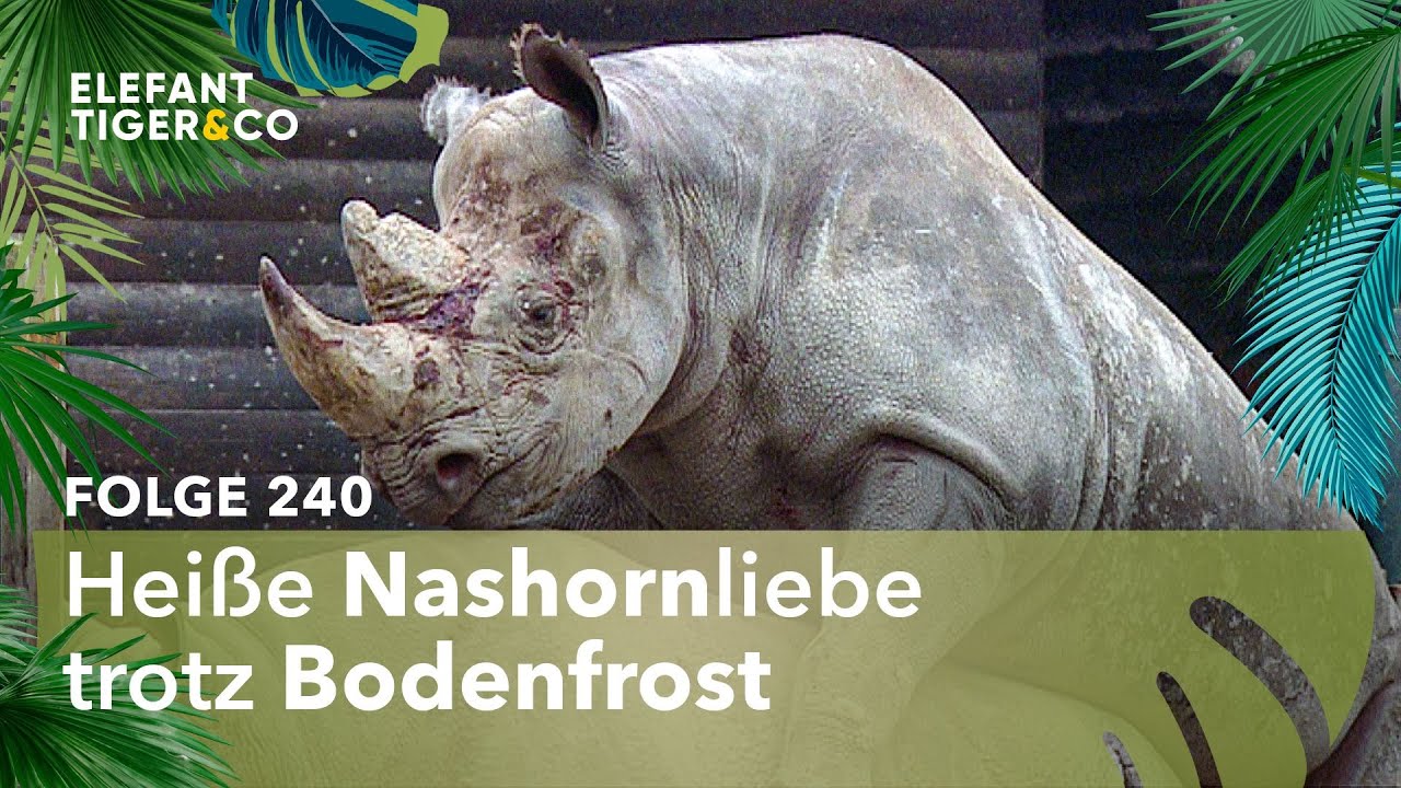 Wildes Liebesspiel bei den Nashörnern (Folge 240) | Elefant, Tiger & Co. | MDR