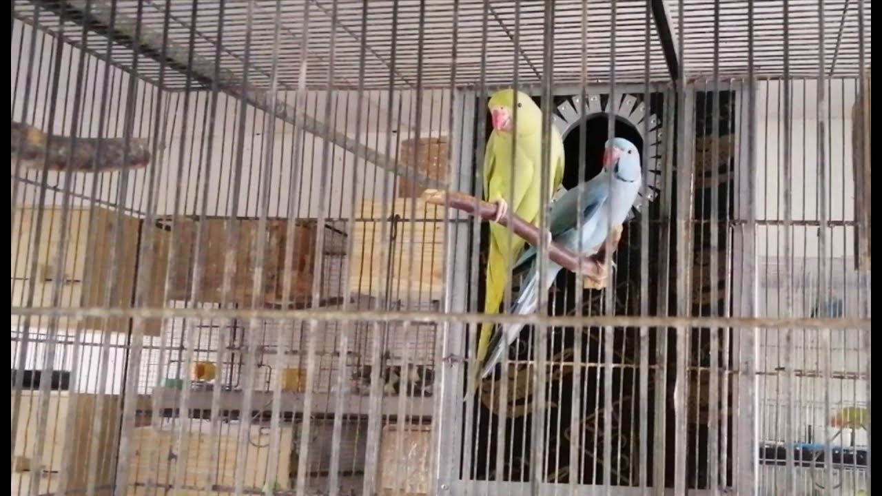 PANGALANAN NATIN, UNANG PAIR NG INDIAN RINGNECK  AT BREEDING STATUS  NILA