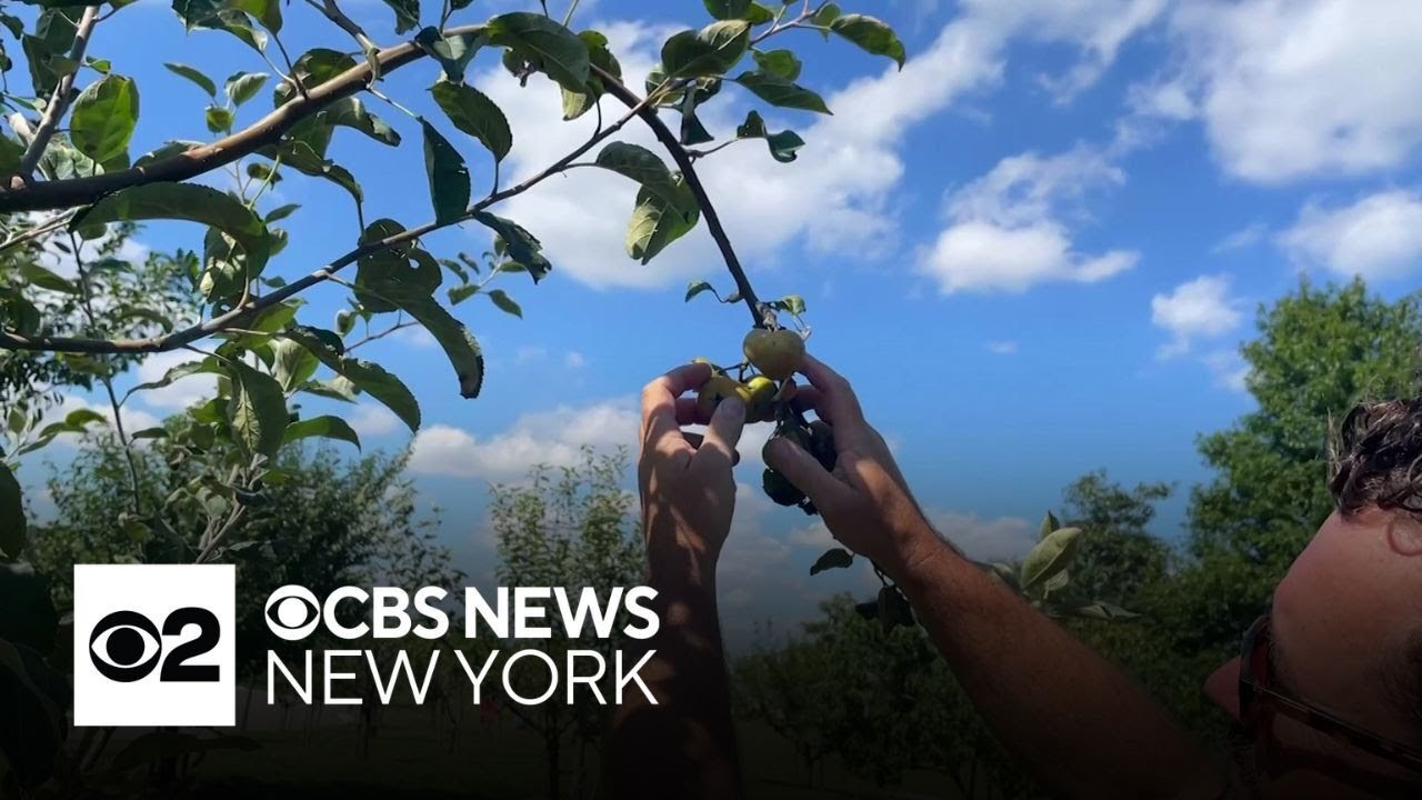 Reviving New York City's forgotten fruit orchard history
