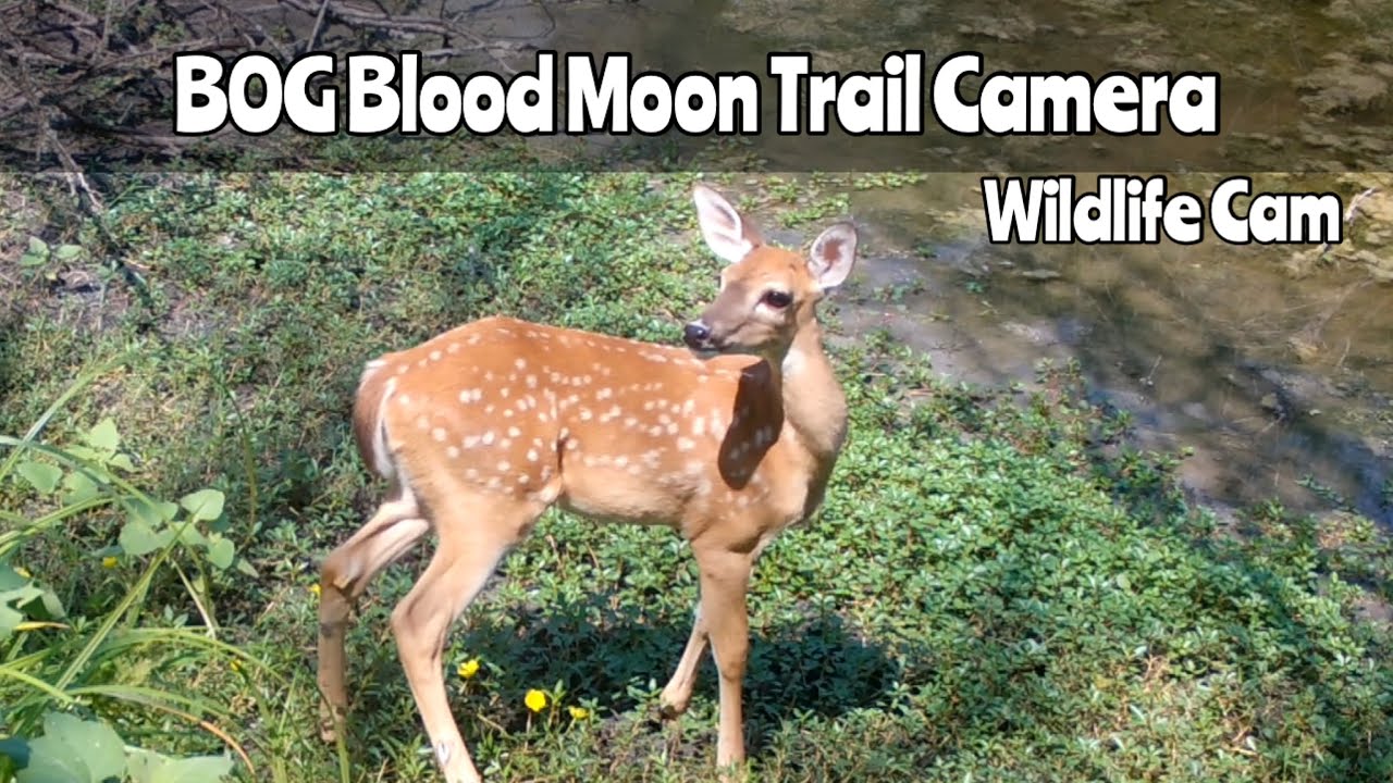 Pond Cam: BOG Blood Moon Trail Camera July 27-Aug. 9th, 2024
