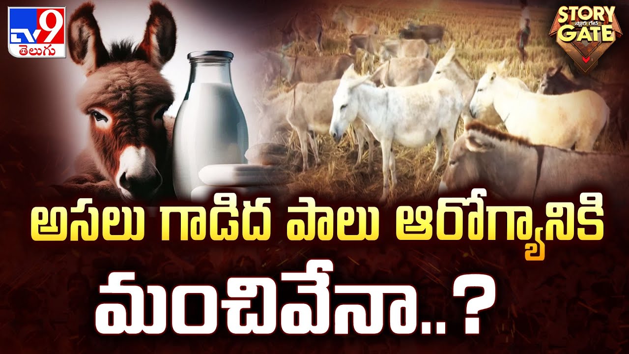 Story Gate : అసలు గాడిద పాలు ఆరోగ్యానికి మంచివేనా..? | Donkey Milk | TV9