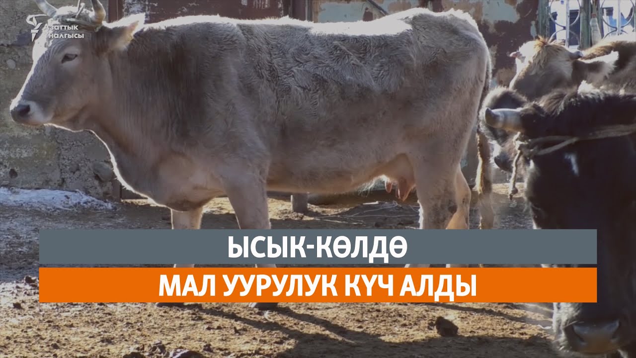 Ысык-Көлдө мал уурулук күч алды