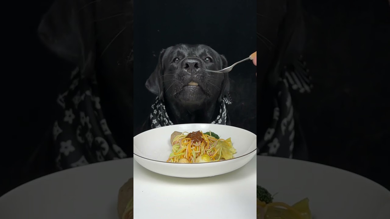 I Ate Without Regret. Labrador. Cute Pet Debut Plan