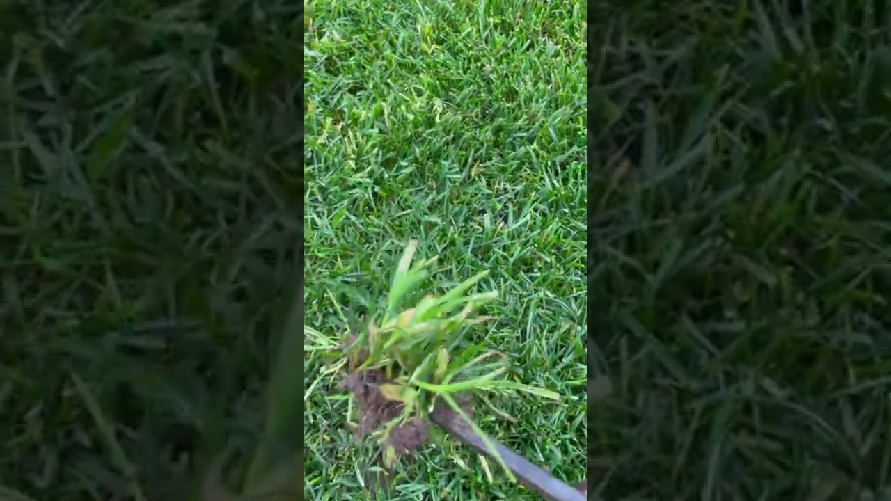 How to identify Poa Annua and what Tenacity does to stop it.