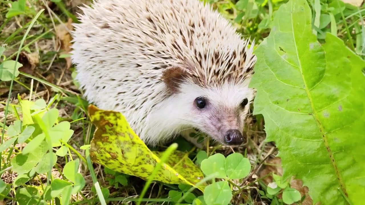 Hedgehog: The Cutest Small Animals Kept As Pets!