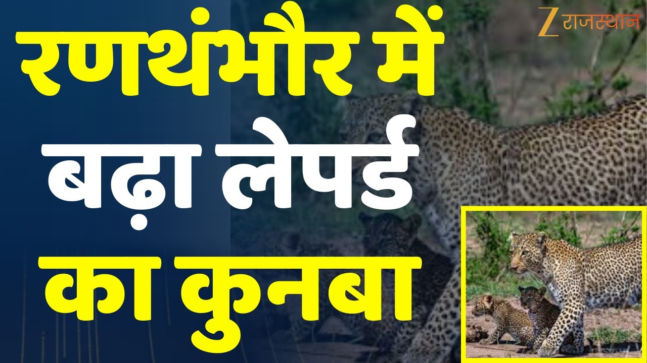 Sawai Madhopur : लेपर्ड का बढ़ा कुनबा, सैलानियों का लगा जमावड़ा | Ranthambore | Sanjay Sharma