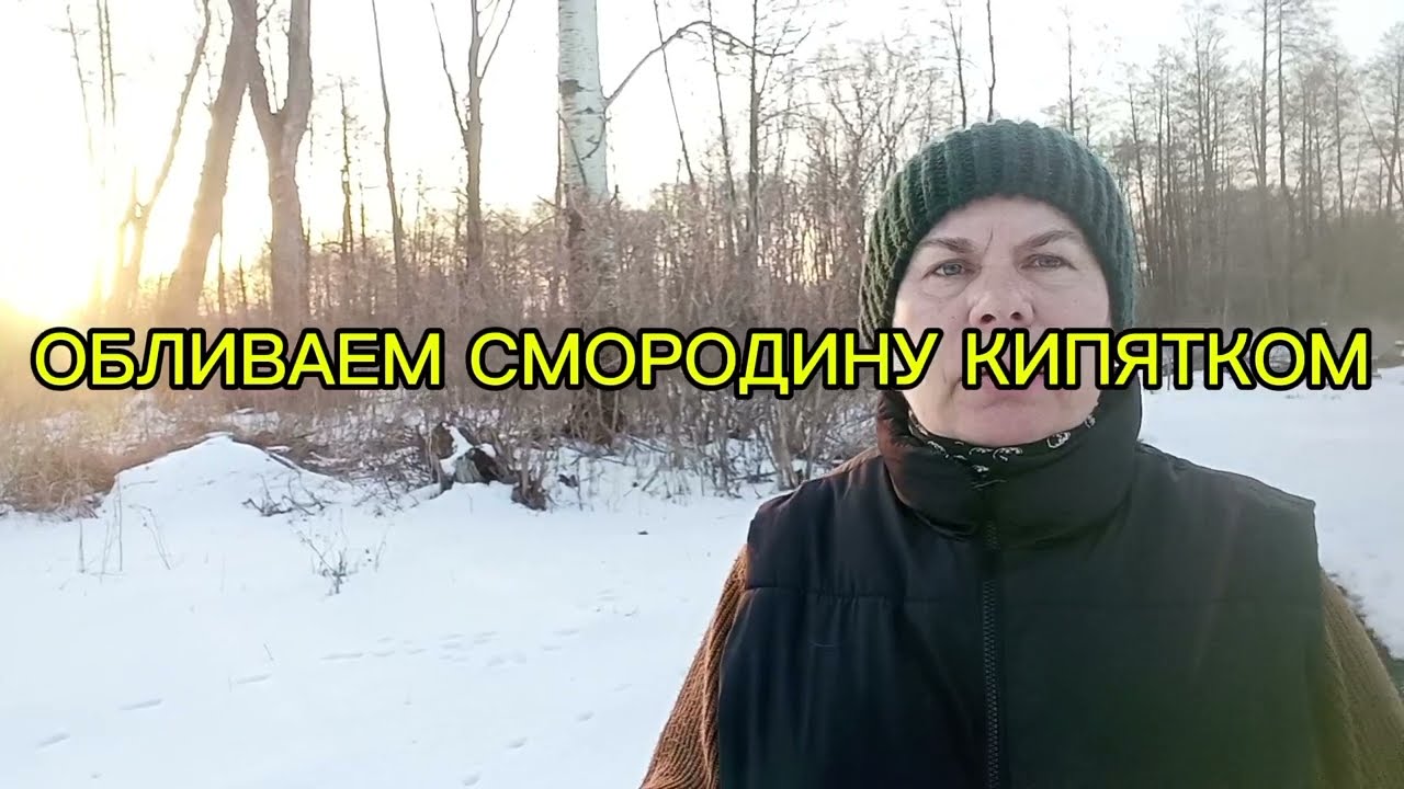 ОБЛИВАЕМ СМОРОДИНУ КИПЯТКОМ.28.02.26Г.#сад# смородина#
