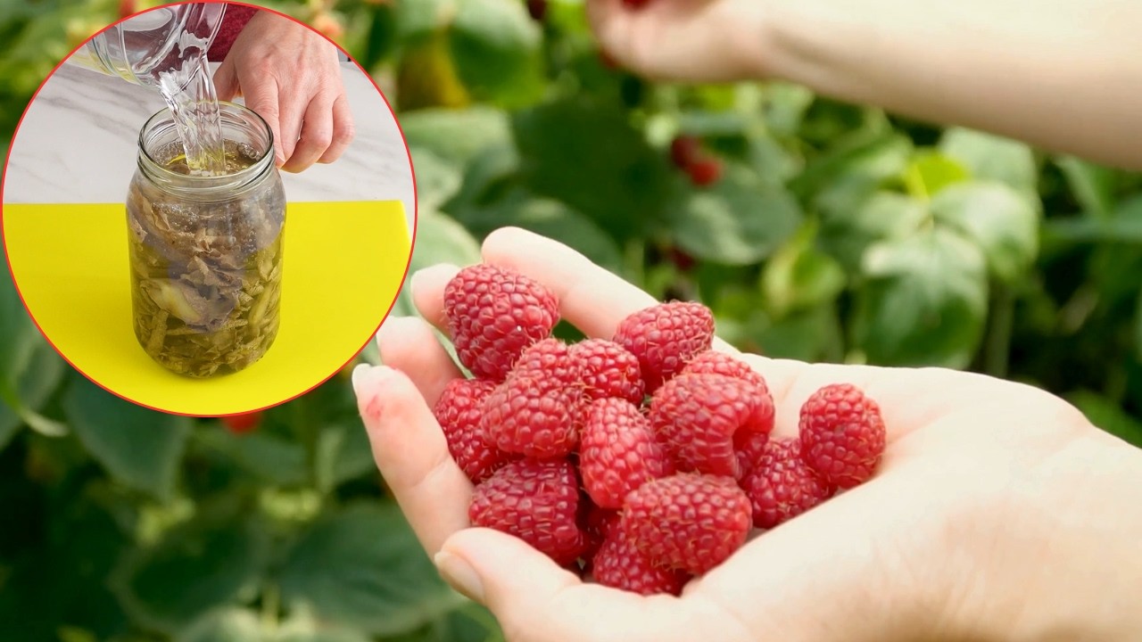 Wylej pod krzaczki malin. Wiosną jest jak zastrzyk energii