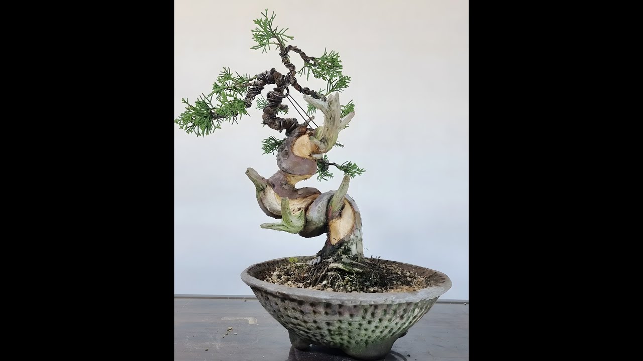 Bend, Twisted and S Shape Bonsai Style
