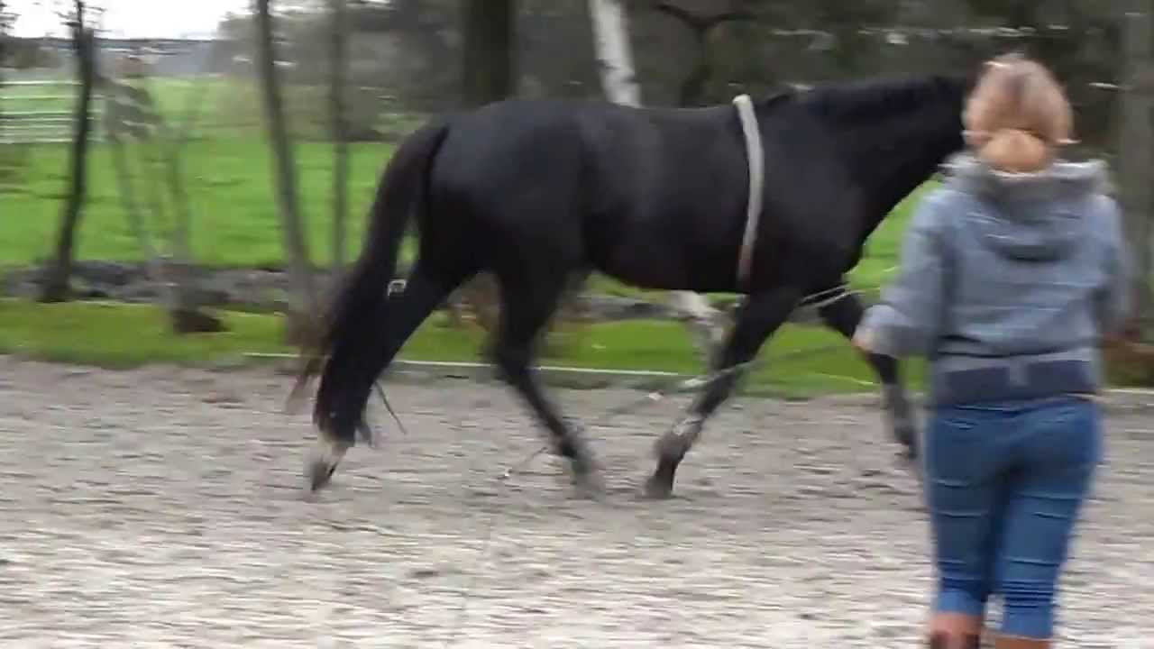 8 11 2013 Eagle met longeerhulp