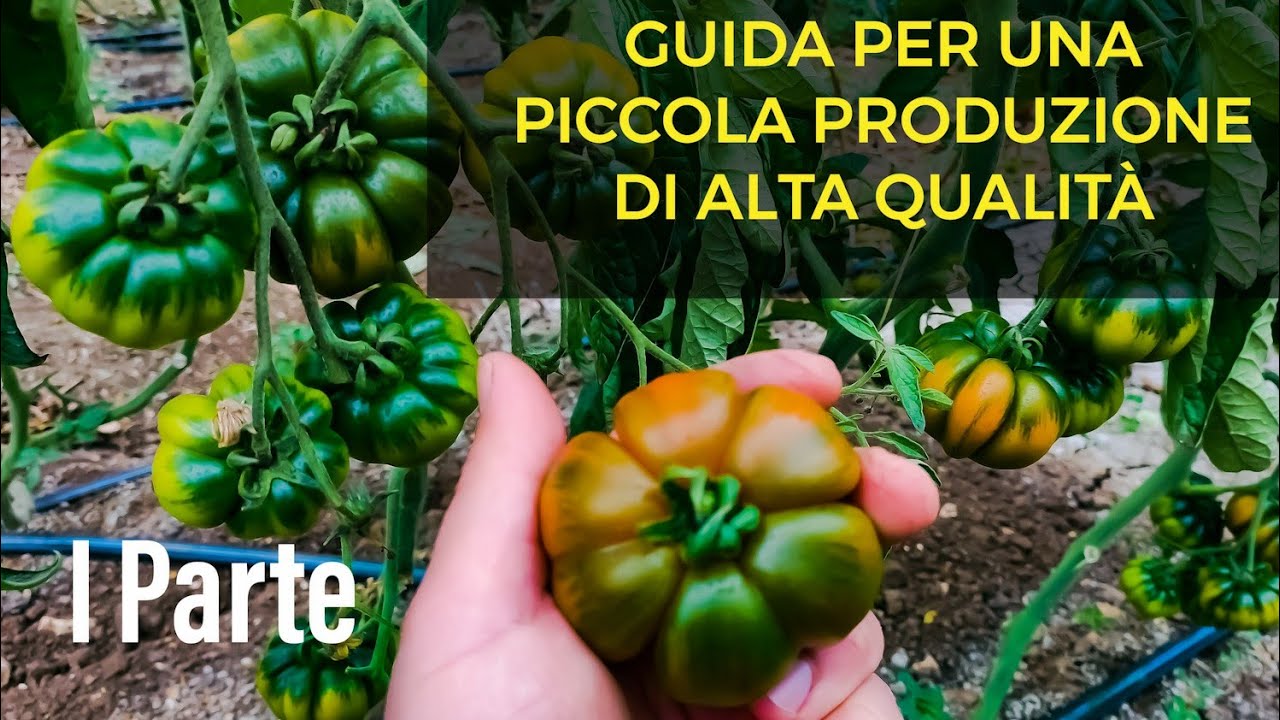 Guida per un piccolo impianto di pomodoro di alta qualità 1d2