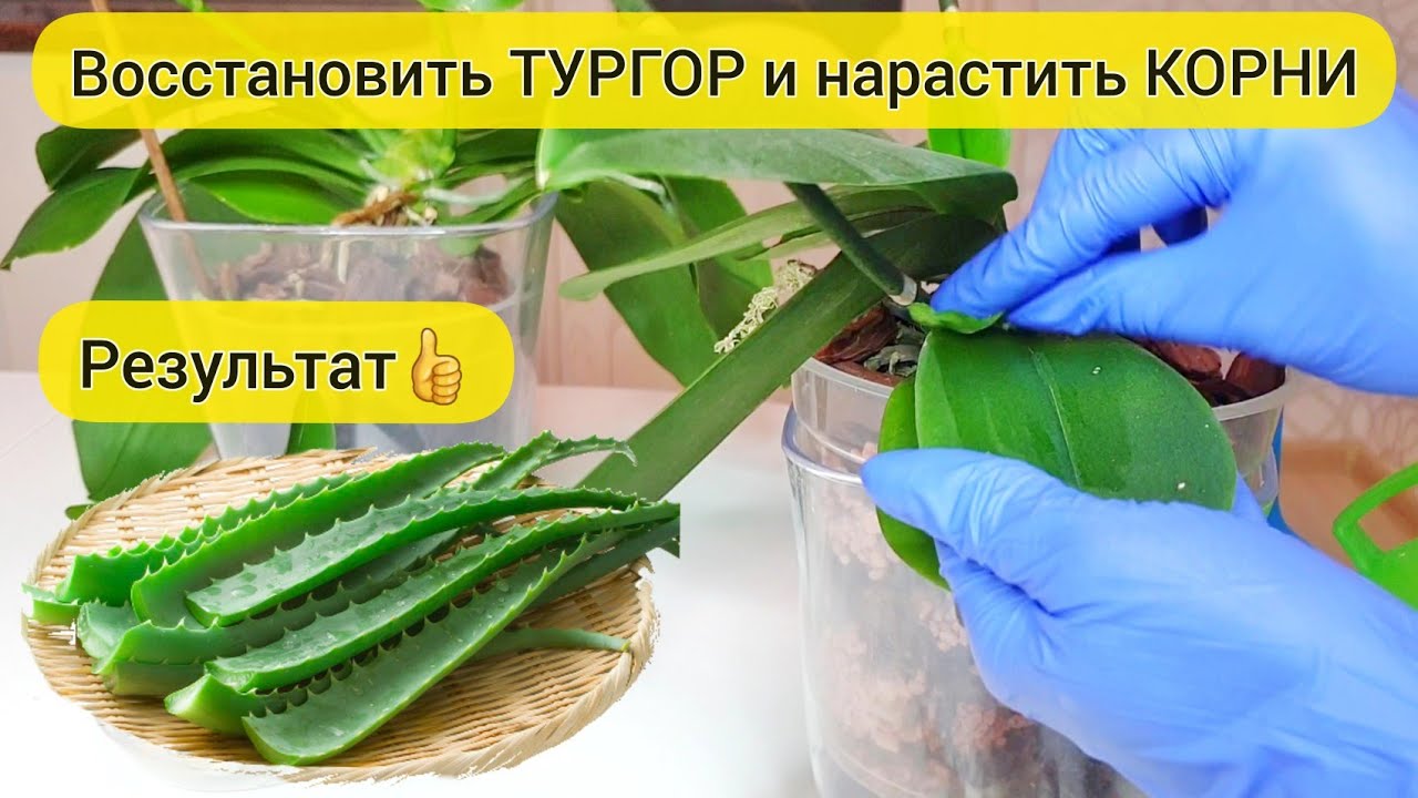 НАТРИ листья и шейку орхидеи этим👍 Нарастить КОРНИ и восстановить ТУРГОР орхидеи // АЛОЭ для орхидей