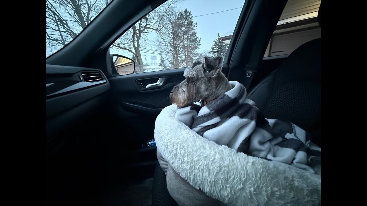 A Trip To The Vet | Life With Schnauzers