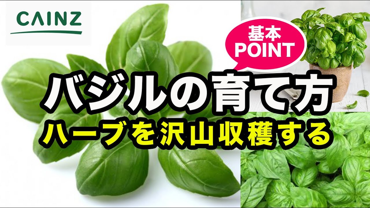 バジルの育て方｜沢山育つ！家庭で簡単♪バジルの栽培方法をお伝えします｜ベランダやお庭でハーブを育てましょう｜カインズ観葉植物図鑑