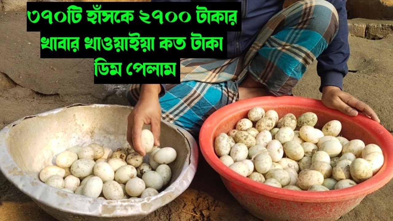 ৩৭০ টি হাঁসকে ২৭০০ টাকার খাবার খাওয়াইয়া কত টাকার ডিম পেলাম। 