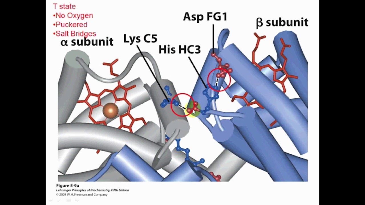 Hemoglobin