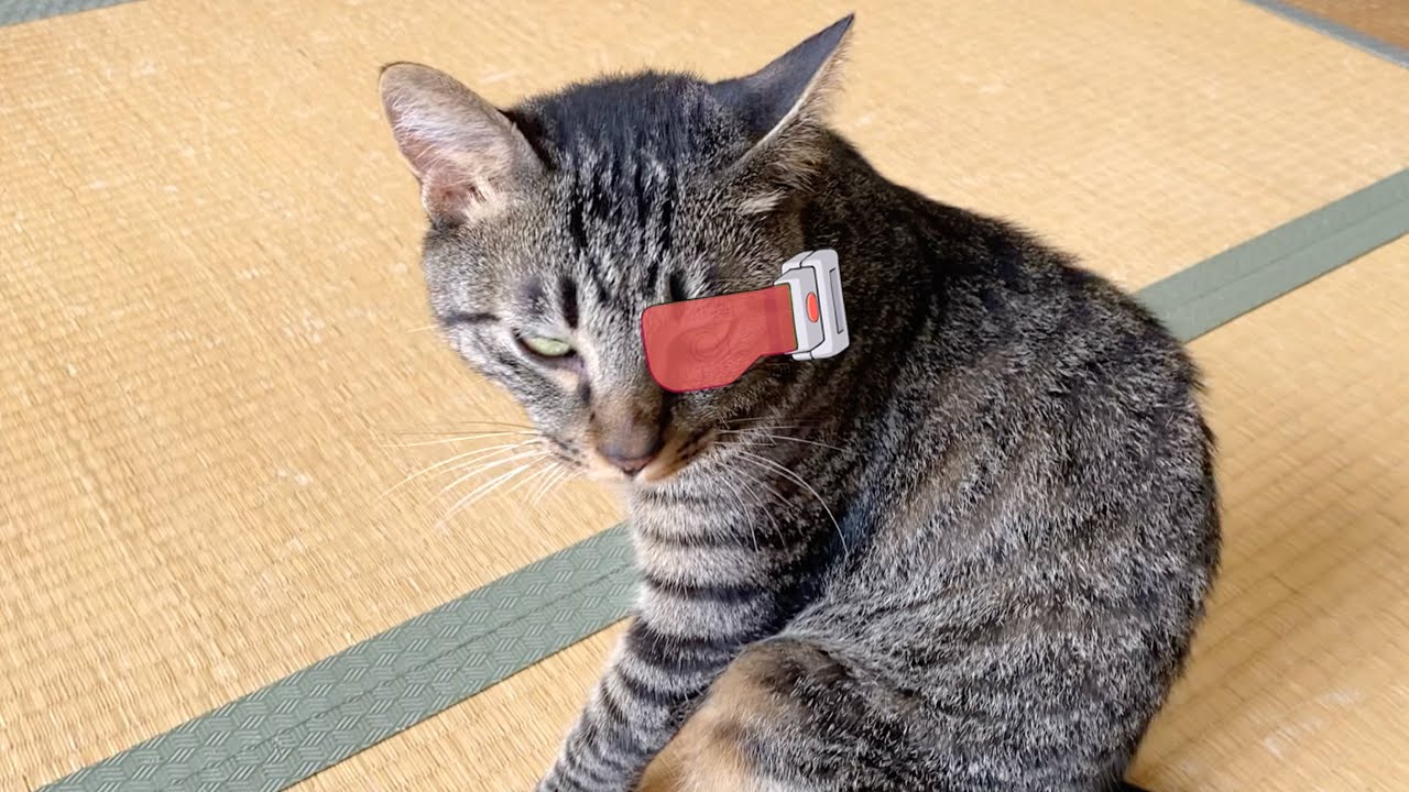 戦闘力が530000すぎる猫