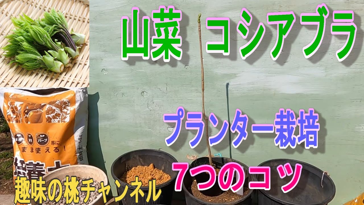 【山菜　コシアブラ】プランター栽培　7つのコツ　25/3/29