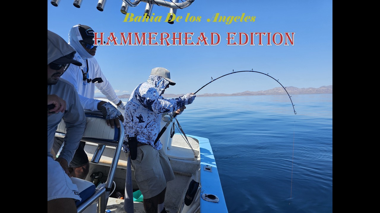 Bahia De los Angeles Hammer head edition 25