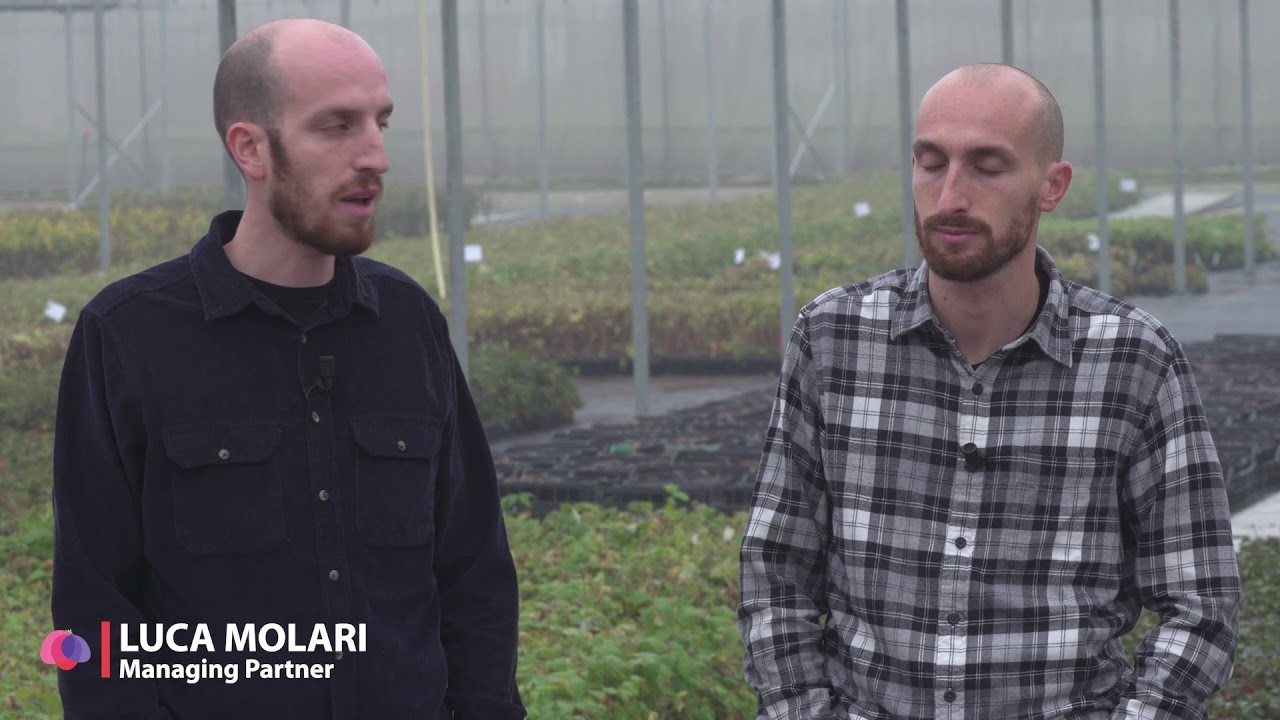 MOLARI - Corporate Pitch 2020