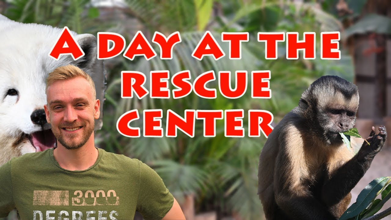 Rescue zoo - A Day in the life
