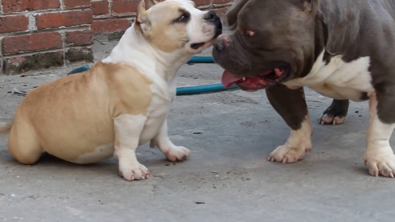 AMERICAN BULLY EXTREME POCKET MURLOC