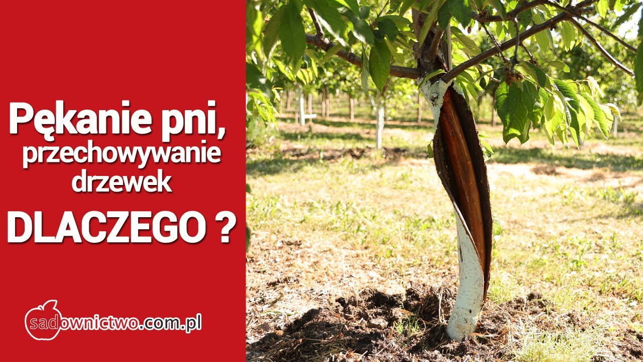 Pękanie pni drzew, przechowywanie drzewek czereśni - DLACZEGO ?