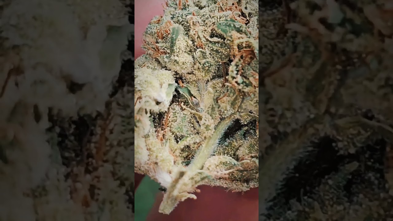 Chem 4 #subscribe #freethatplant #cannacured