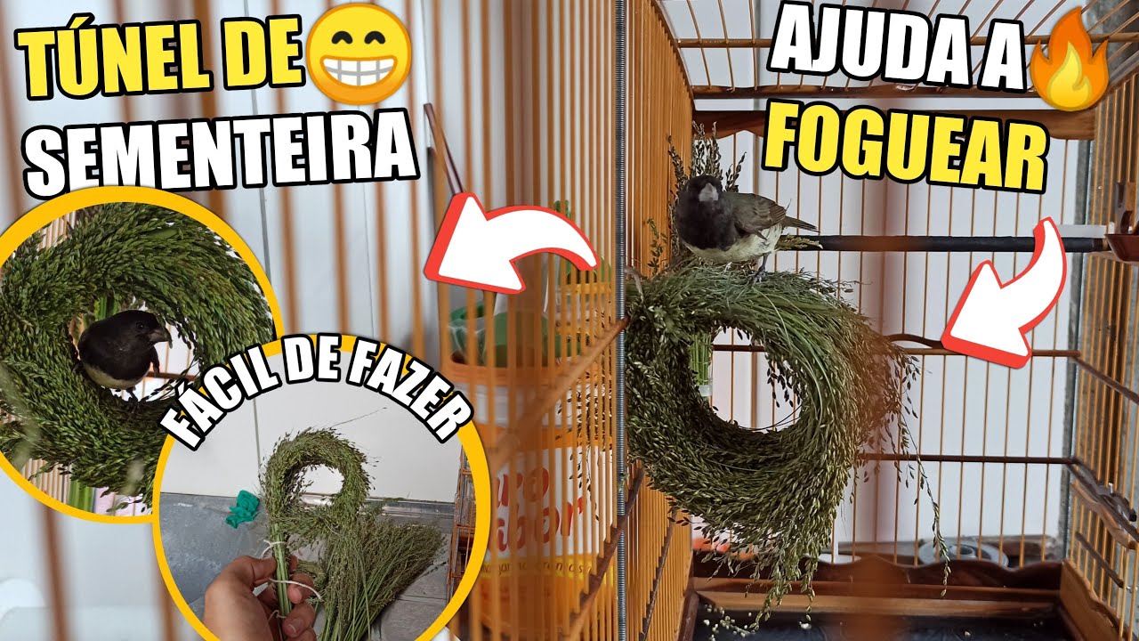 🔥 FAZENDO UM TÚNEL DE SEMENTEIRA PARA O PAPA CAPIM! (Ajuda a foguear)