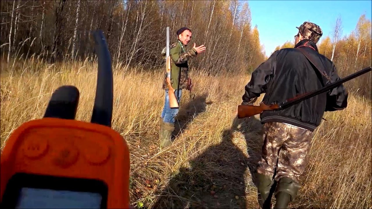 Русские гончие Банзай вл. Поспелов Юрий и  Аргон вл. Шатров Владимир.