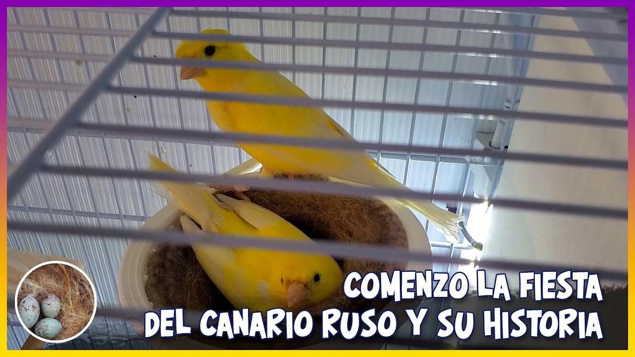 COMENZÓ LA FIESTA DEL CANARIO RUSO Y SU HISTORIA🦜
