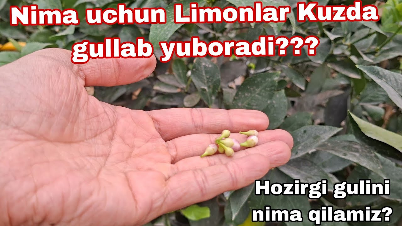 Nima uchun Limonlar Kuzda gullab yuboryabdi? Hozirgi gulini nima qilamiz???