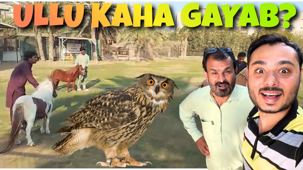 Owl Kaha gaya? Sab pony horse aek sath Bahar 