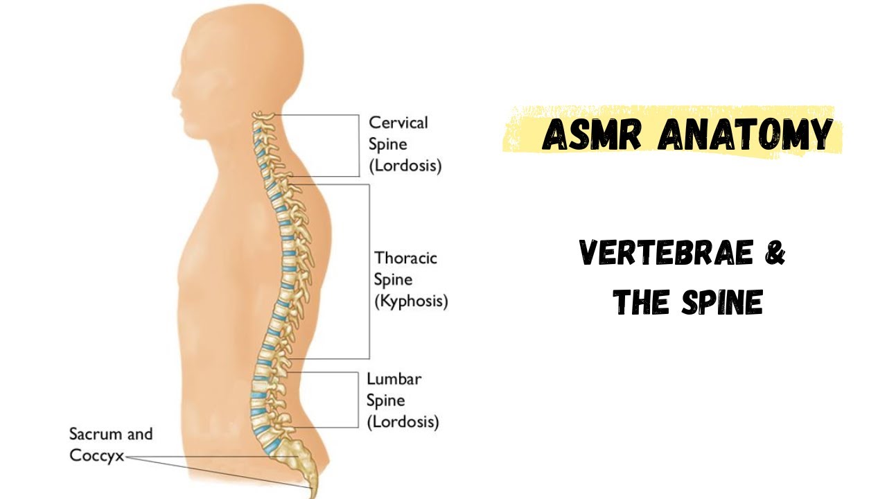 ASMR | Anatomy Series: Vertebrae & The Spine