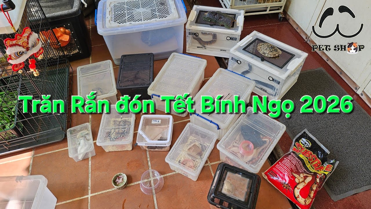 Pet Tết Bính Ngọ 2026 | Tập 5: Trăn & Rắn - Snakes & Python [Ú Ù PETSHOP]  