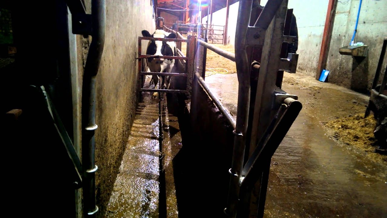 Video taken of a morris crush