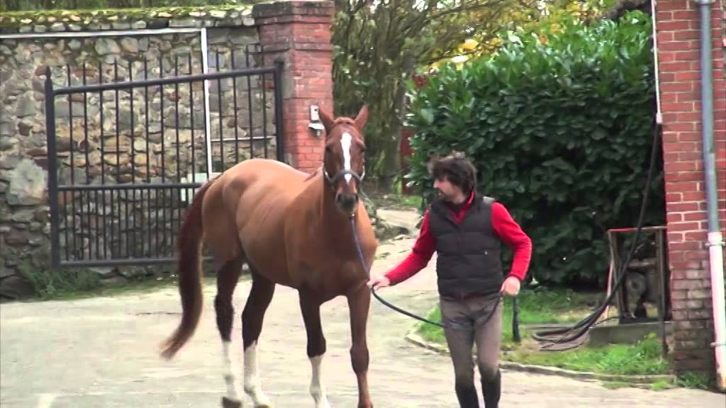 Natacha Gimenez, vétérinaire ostéopathe pour les chevaux
