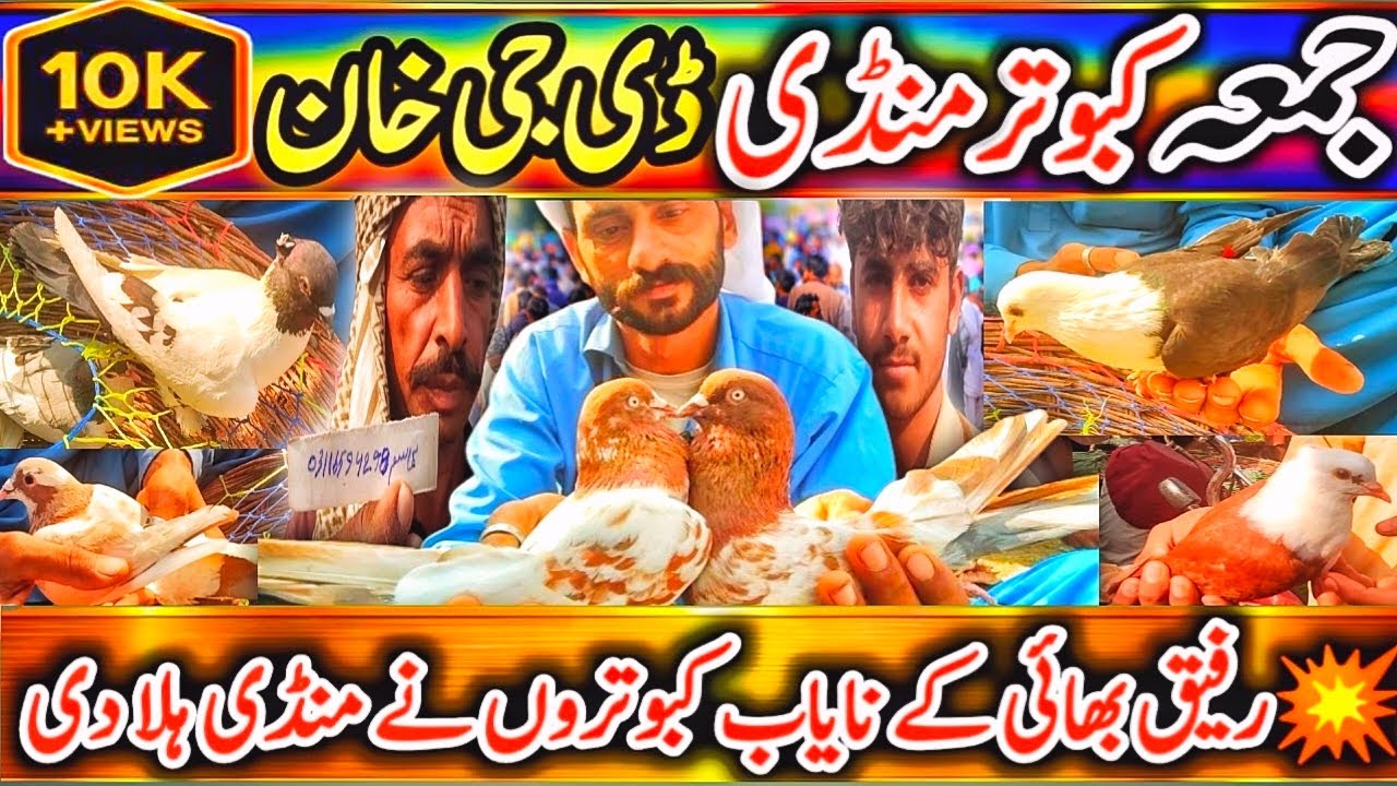 Kabootar Mandi DG Khan | 🔴 آج کی منڈی پر صرف رفیق بھائی کا راج | Latest Update 27 Feb 2026