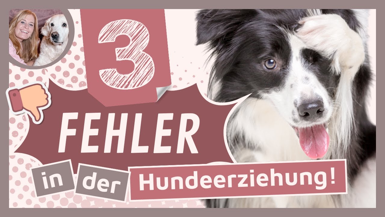 Hundeerziehung ❌ 3 Fehler im Hundetraining