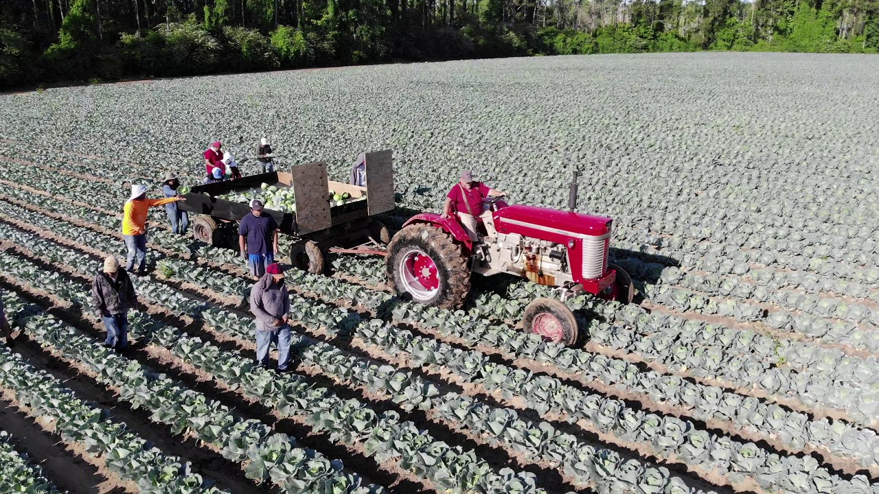 2020 Cabbage Harvest  -  Branch Farms, Baxley, Georgia
