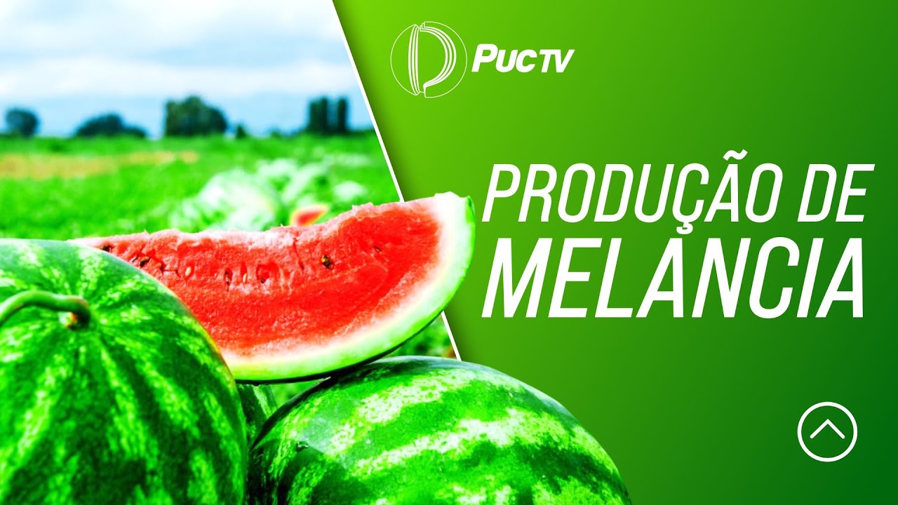 PRODUÇÃO DE MELANCIA