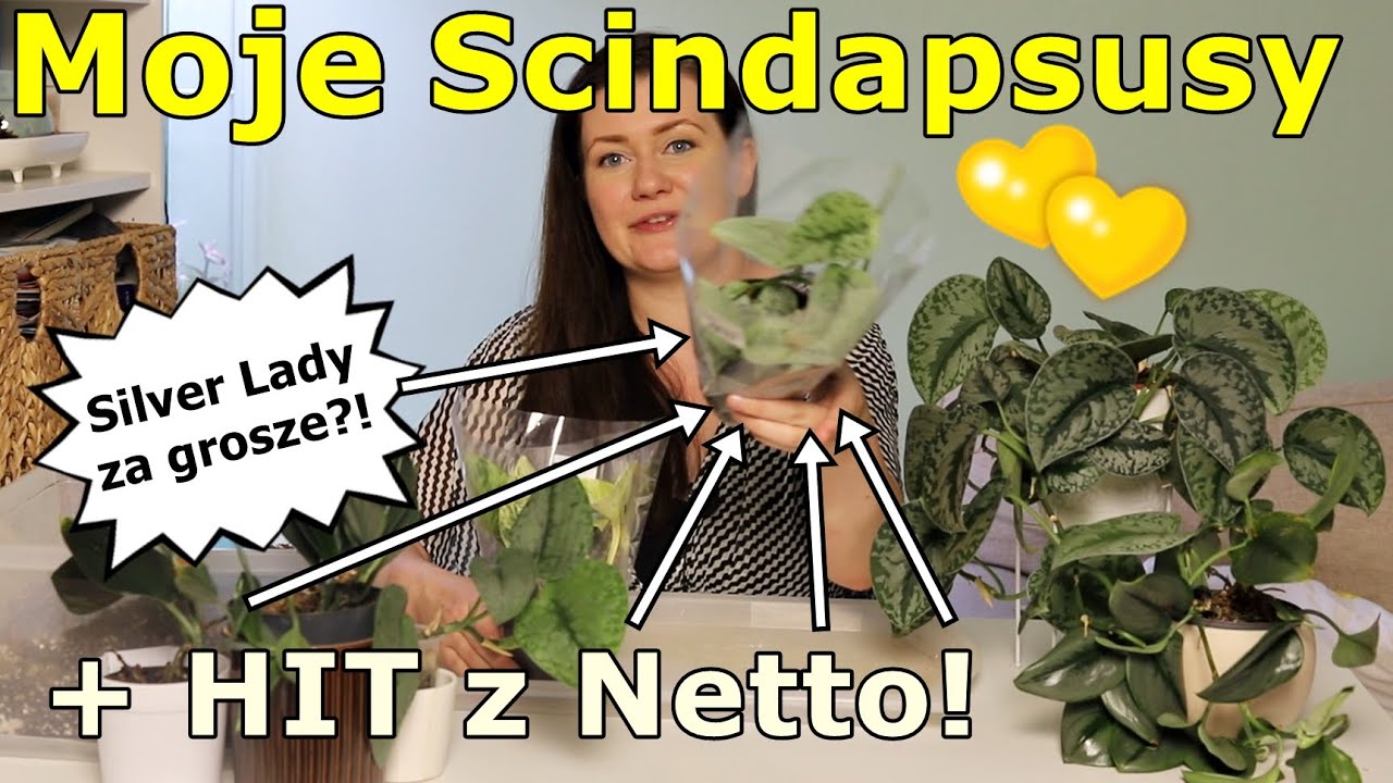Jakie mam Scindapsusy? 💚 jak się ma nieprzesadzona roślina po 1,5roku? 💚 opowiadam 💚 przesadzam 💚